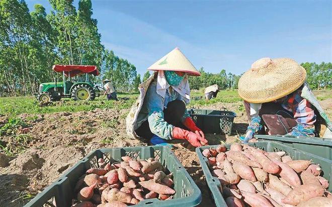 ”出农业产业新图景开元棋牌儋州:“链(图2) ”出农业产业新图景开元棋牌儋州:“链(图2)