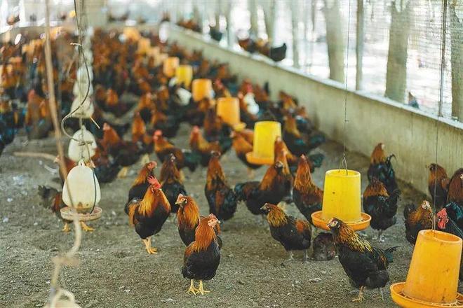 ”出农业产业新图景开元棋牌儋州：“链